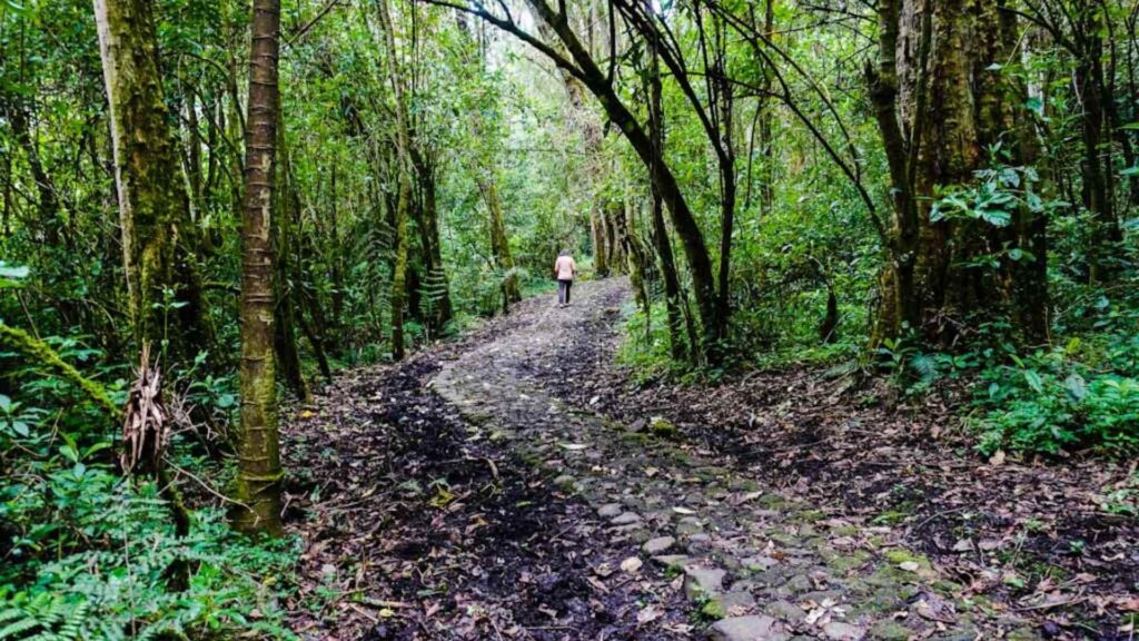 cristian benavides somos turismo bosque arrayanes